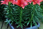 Lilium AZ (podu) Happy Heart