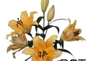 Lilium OT Corcovado