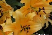 Lilium OT Corcovado