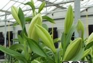 Lilium LF Show Up