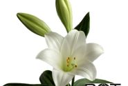 Lilium LF Show Up