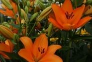 Lilium LA Flemington