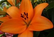 Lilium LA Flemington