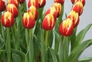 Tulipa, triumfa Dow Jones (DZESĒTI)