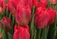 Tulipa, agra, pild. z. Flash Point (DZESĒTI)