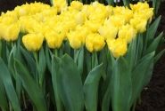 Tulipa, agra, pild. z. Marie Jo