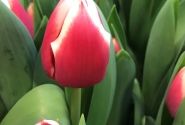 Tulipa, triumfa Dutch Design