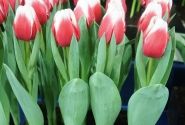 Tulipa, triumfa Dutch Design