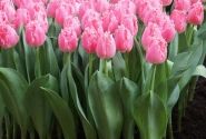 Tulipa, bārkstaina Cacharel