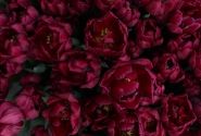 Tulipa, agra, pild. z. Alison Bradley