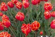 Tulipa, agra, pild. z. Crossfire