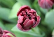 Tulipa, agra, pild. z. Palmyra