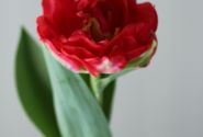 Tulipa, agra, pild. z. Pamplona