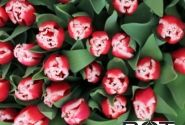 Tulipa, bārkstaina Canasta