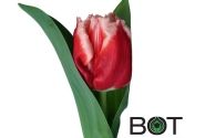 Tulipa, bārkstaina Canasta