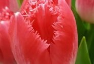 Tulipa, bārkstaina Uliana