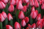 Tulipa, Darvina hibrīds Van Eijk (DZESĒTI)