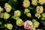 Tulipa, agra, pild. z. Belicia