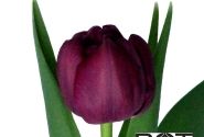 Tulipa, agra, pild. z. Purple Sky (DZESĒTI)