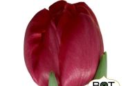 Tulipa, agra, pild. z. Belgravia