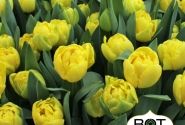 Tulipa, agra, pild. z. Golden Jewel