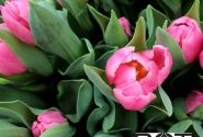 Tulipa, agra, vienk. z. Pink Experiencei (DZESĒTI)