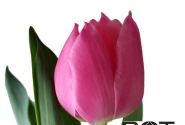 Tulipa, agra, vienk. z. Pink Experiencei (DZESĒTI)