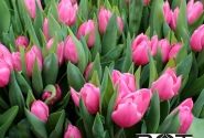 Tulipa, agra, vienk. z. Pink Experiencei (DZESĒTI)