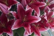 Lilium OR Chartwell