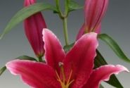 Lilium OR Chartwell