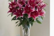 Lilium OR Chartwell