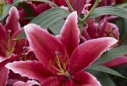 Lilium OR Chartwell