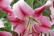 Lilium OT Anastasia