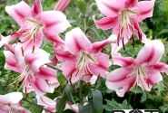 Lilium OT Anastasia