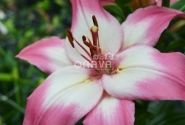 Lilium AZ Levi