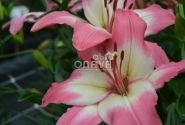 Lilium AZ Levi