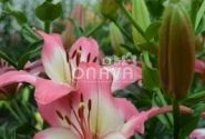 Lilium AZ Levi