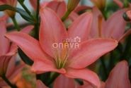 Lilium AZ Little Kiss