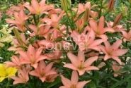 Lilium AZ Little Kiss