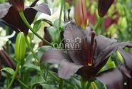 Lilium AZ Nightrider