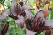 Lilium AZ Nightrider