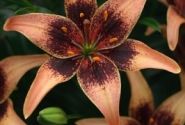 Lilium AZ Whistler