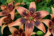 Lilium AZ Whistler