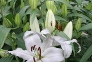 Lilium OR Mount Aspiring