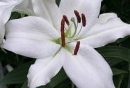 Lilium OR Mount Aspiring