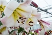 Lilium OT Eastern Moon