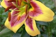 Lilium OT Robert Swanson