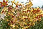 Lilium OT Robert Swanson