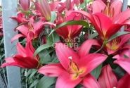 Lilium OT Touchstone