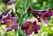 Lilium tigrinum Pink Perfection